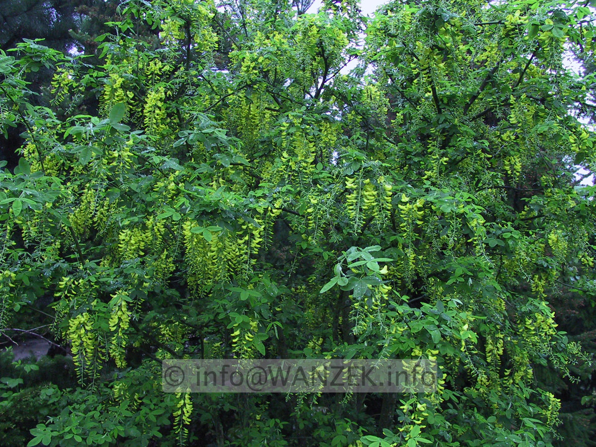 Laburnum Vossii 03.JPG